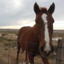 The American Quarter Horse