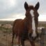 The American Quarter Horse