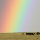 Happy New Year 2026!