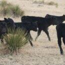 New Calves, Dairy Queen & Multiple Lives