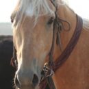 Down in the Skillet & Talkin’ Hoss