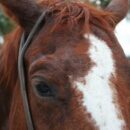 Spring Branding on a Texas Ranch