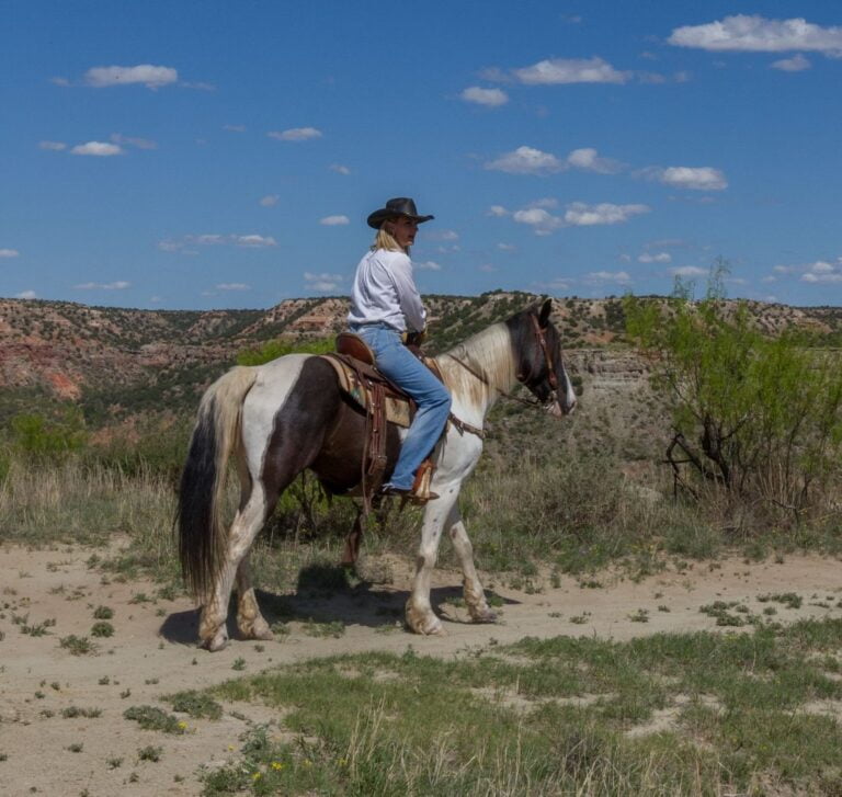 All About Flash A Rescue Horse Natalie Bright Author