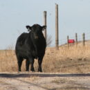 The Culture of Bullfighting & Bullriding