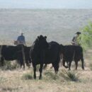 Myths of the Working Cowboy: No Skills Required