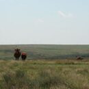 What’s For Dinner?