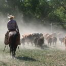 From Vequero to Cowboy