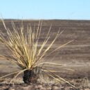 Wildfire on the Prairie